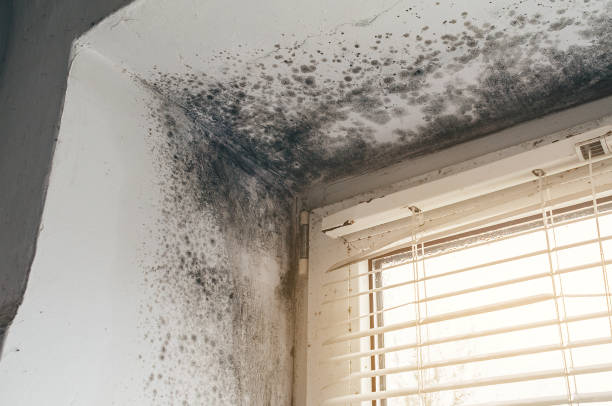 Affordable Hvac And Air Duct Mold Remediation solutions in Indian River, MI